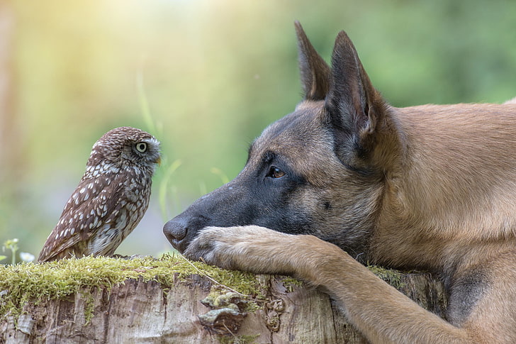 adult brown Belgian malinois and brown owl, animal, owl, bird, stump, dog, head, profile, HD wallpaper