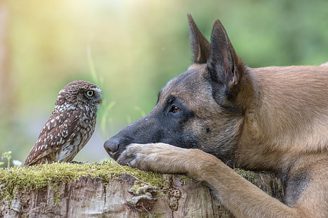 adult brown Belgian malinois and brown owl, animal, owl, bird, stump, dog, head, profile, HD wallpaper HD wallpaper