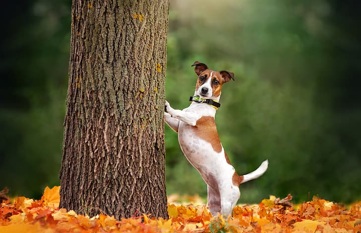 musim gugur, pohon, anjing, daun-daun berguguran, Jack Russell Terrier, Ekaterina Kikot, Wallpaper HD