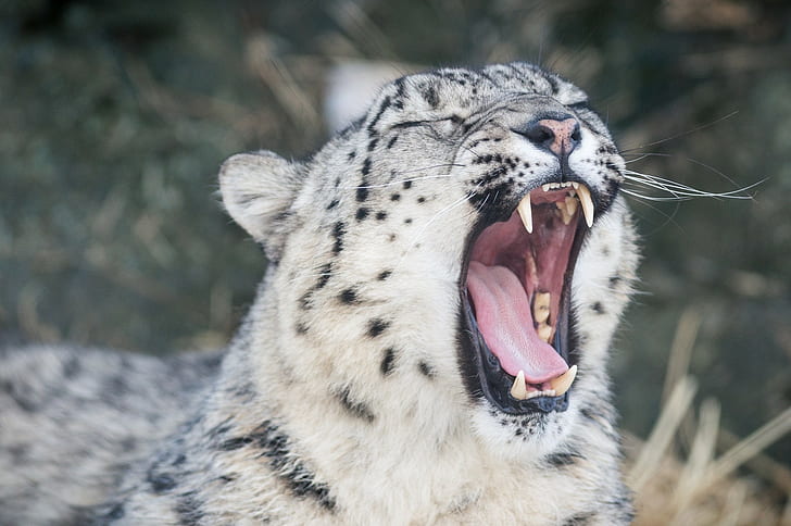 animali, leopardi delle nevi, denti, sbadiglio, leopardo (animale), Sfondo HD