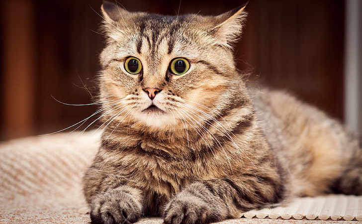 Im so scaaared ...、brown tabby cat、Animals、Pets、Cats、Funny、Scared、 HDデスクトップの壁紙