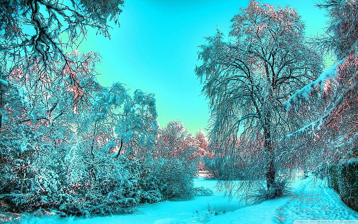 albero frondoso marrone e neve, inverno, alberi, neve, Sfondo HD