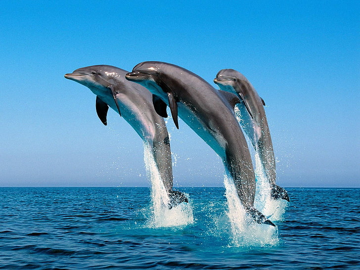 갈색과 흰색 말 입상, 돌고래, 바다, 점프, 물, 동물, HD 배경 화면