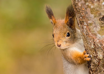 Animale, scoiattolo, roditore, fauna selvatica, Sfondo HD HD wallpaper