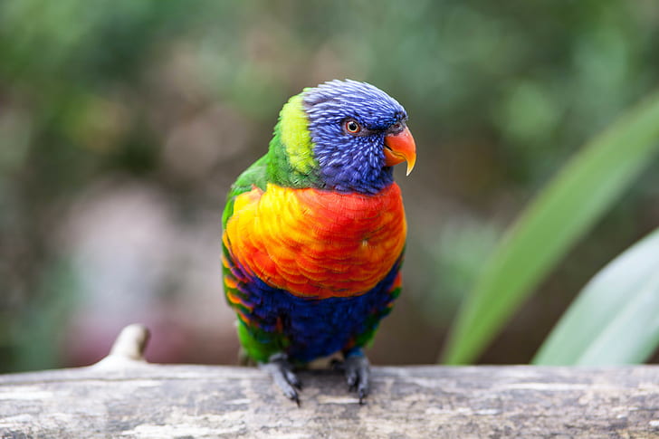 Parrot, 4K, Rainbow Lorikeet, 5K, HD wallpaper