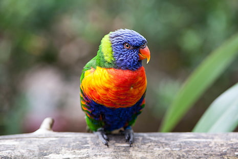 Parrot, 4K, Rainbow Lorikeet, 5K, HD wallpaper HD wallpaper
