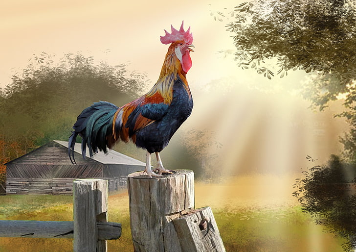 Birds, Rooster, Artistic, Barn, Bird, Countryside, Sunbeam, HD wallpaper