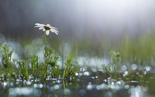 Grass, white flower, daisy, puddle, after the rain, Grass, White, Flower, Daisy, Puddle, After, Rain, HD wallpaper HD wallpaper
