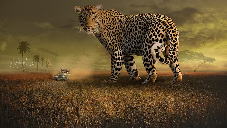 4K, Safari ride, Leopard, Landscape, Tourists, Wildlife, HD wallpaper