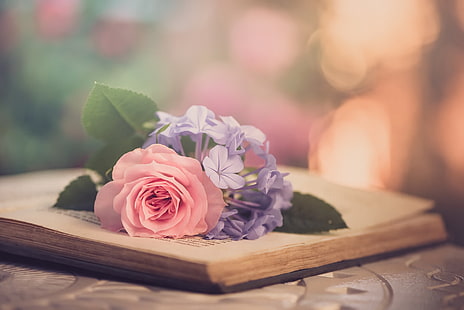 rosa Rose, Blumen, Hintergrund, Rose, Buch, HD-Hintergrundbild HD wallpaper