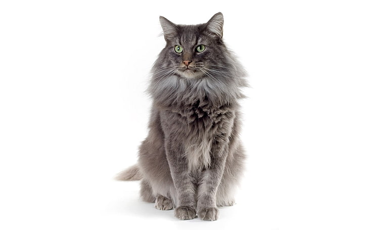 adult gray maine coon, cat, fluffy, color, sitting, HD wallpaper