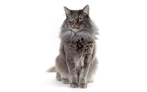 adult gray maine coon, cat, fluffy, color, sitting, HD wallpaper HD wallpaper