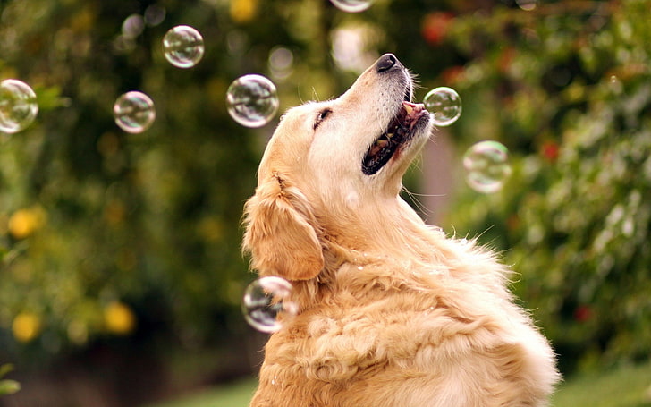 dog, bubbles, HD wallpaper