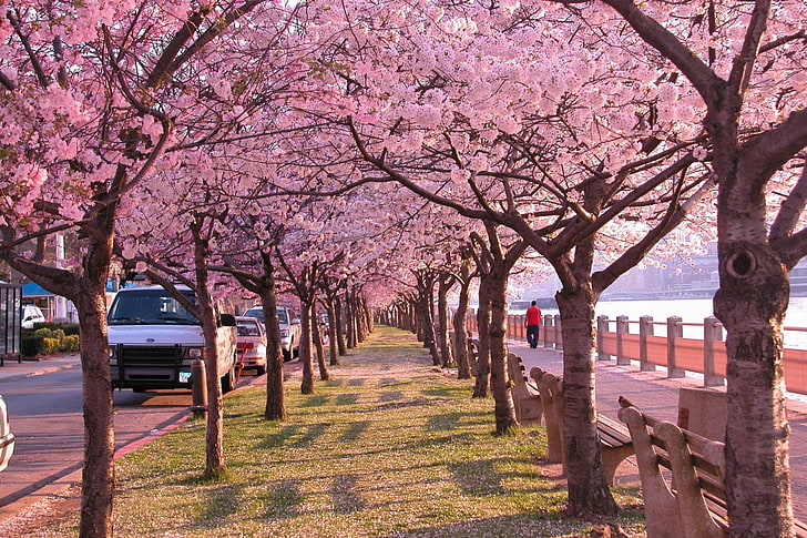 layar lebar cherry blossom hd untuk desktop, Wallpaper HD