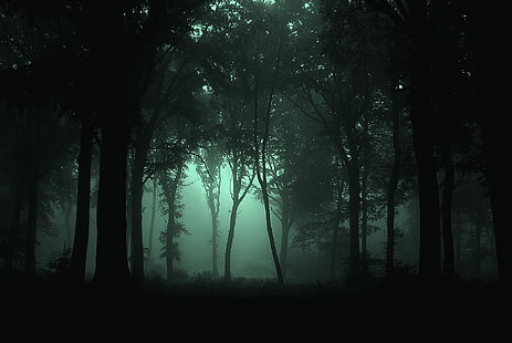 自然の暗い森2048x1371自然の森HDアート、自然、暗い、 HDデスクトップの壁紙 HD wallpaper