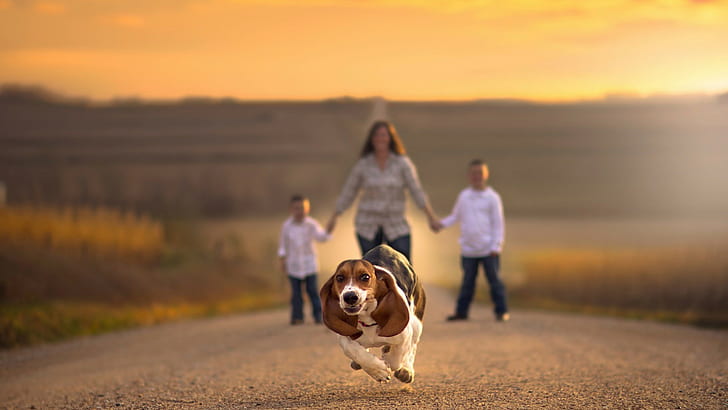 famílias estrada mãos dadas profundidade de campo cão animais correndo beagles jake olson nebraska, HD papel de parede