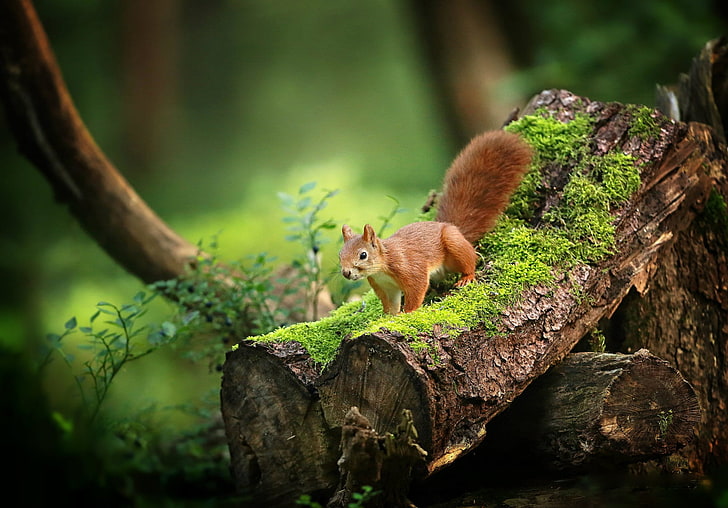 écureuil brun sur les branches des arbres bruns, bois, mousse, vert, plantes, nature, écureuil, animaux, Fond d'écran HD