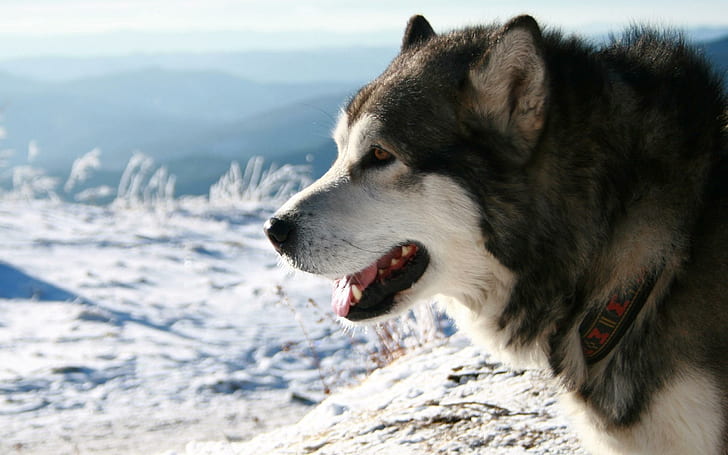 Собака, зима, классная, курд, голубая, зима, животные, HD обои