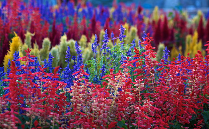 Rainbow Flowers, campo de flores de varios colores, Naturaleza, Flores, Colorido, Rainbow, Field, Fondo de pantalla HD