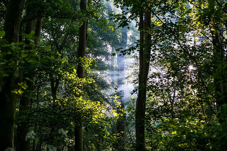 forest, leaves, sun rays, trees, nature, HD wallpaper