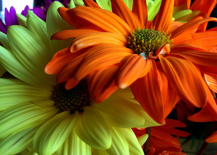 photographie de gros plan de fleurs pétales orange et jaune, photographie de gros plan, orange, jaune, fleur, nature, plante, pétale, gros plan, été, tête de fleur, macro, beauté Dans la nature, Fond d'écran HD