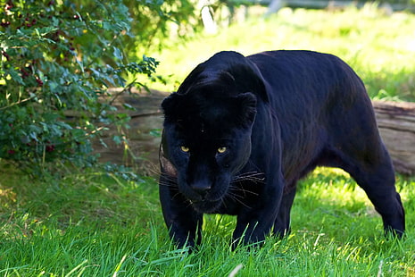 panthère noire, prédateur, panthère, jaguar, Fond d'écran HD HD wallpaper
