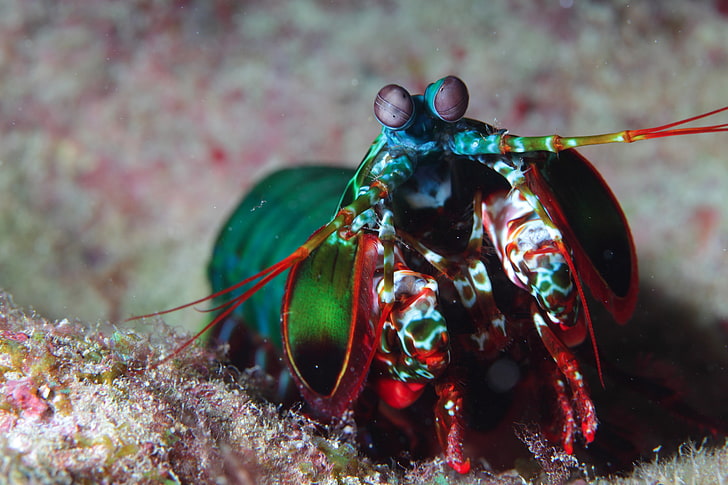 animals, mantis shrimp, HD wallpaper