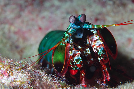 animals, mantis shrimp, HD wallpaper HD wallpaper