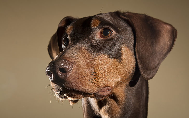 pincher Doberman dewasa hitam dan cokelat, anjing, wajah, mata, telinga, Wallpaper HD