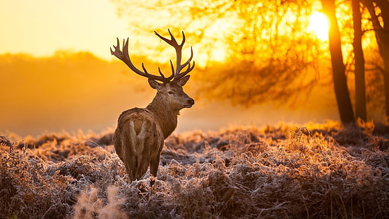 stag, wildlife, deer, wild animal, fauna, morning, woodland, antler, grass, tree, sunlight, forest, white tailed deer, winter, photography, frost, HD wallpaper HD wallpaper