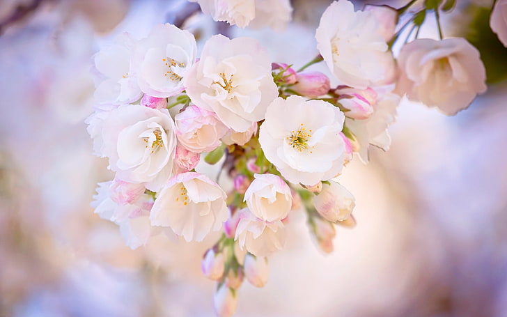 spring bloom cherry-plants images wallpapers, white petaled flower, HD wallpaper