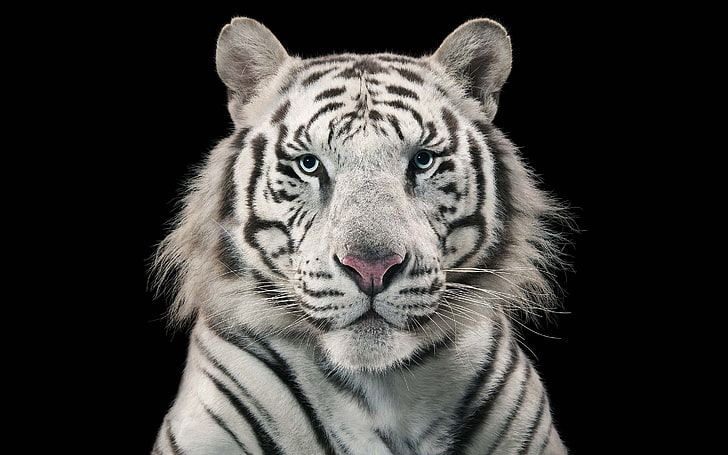 white tiger, close-up face, Animal, HD wallpaper