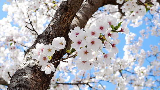 ดอกไม้กลีบดอกสีขาวฤดูใบไม้ผลิดอกไม้ธรรมชาติพืชต้นไม้, วอลล์เปเปอร์ HD HD wallpaper