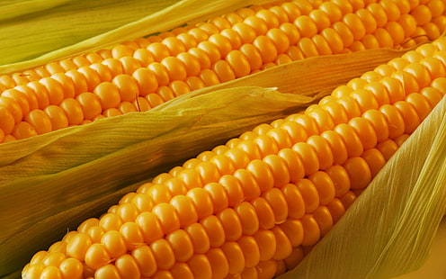 Golden Corn, food, delicious, golden, corn, nature and landscapes, HD wallpaper HD wallpaper