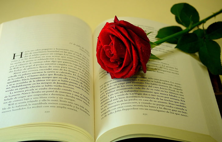 red rose flower, rose, flower, drop, freshness, book, text, HD wallpaper