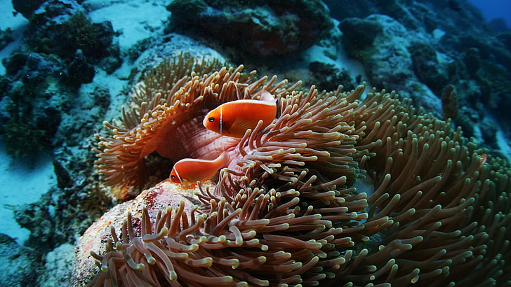 two orange fish and sea anemone, clownfish, sea anemones, animals, coral, HD wallpaper