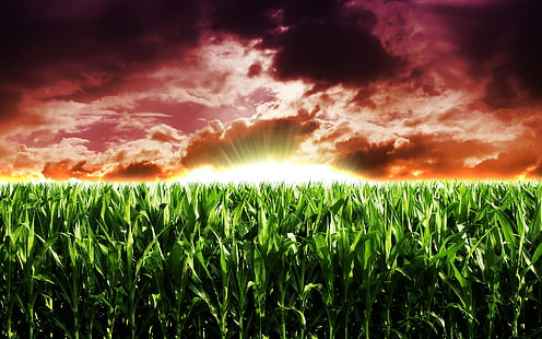 cornfield, HD wallpaper HD wallpaper