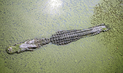 Tiere, Natur, Reptilien, Krokodile, HD-Hintergrundbild HD wallpaper