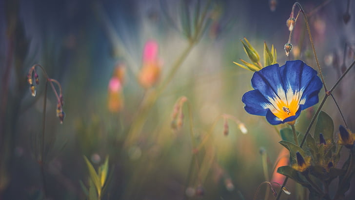 morning glory, bidang bunga, morning glory biru, indah, melamun, Wallpaper HD