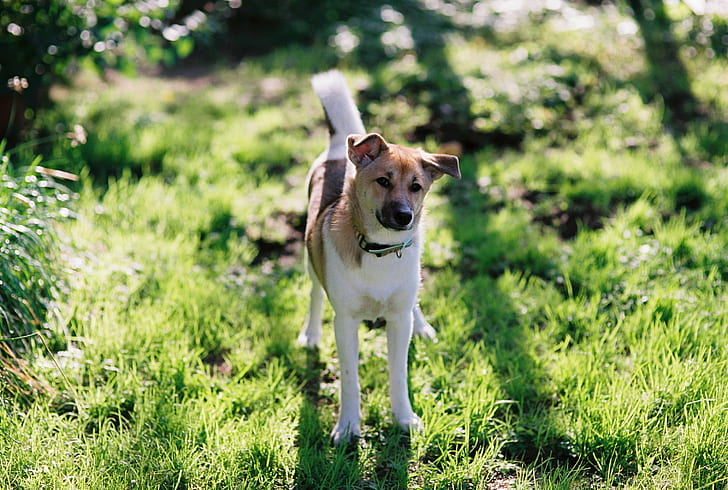 късо покрито средно бяло и жълто куче на зелена трева през деня, Reala, светло, късо, покрито, средно, бяло, тен, куче, зелена трева, през деня, 犬, Sigma SA, SA-9, F1.4, Япония, fujifilm, филм, fuji, Fujicolor, Ace, домашни любимци, животно, на открито, сладко, чистокръвно куче, трева, природа, приятелство, лято, бозайник, кученце, HD тапет
