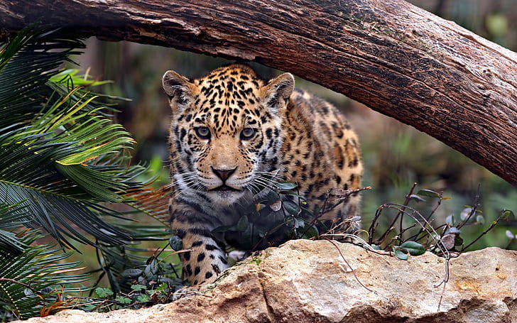 Jaguar timber, jaguar, Cat, predator, timber, stone, HD wallpaper