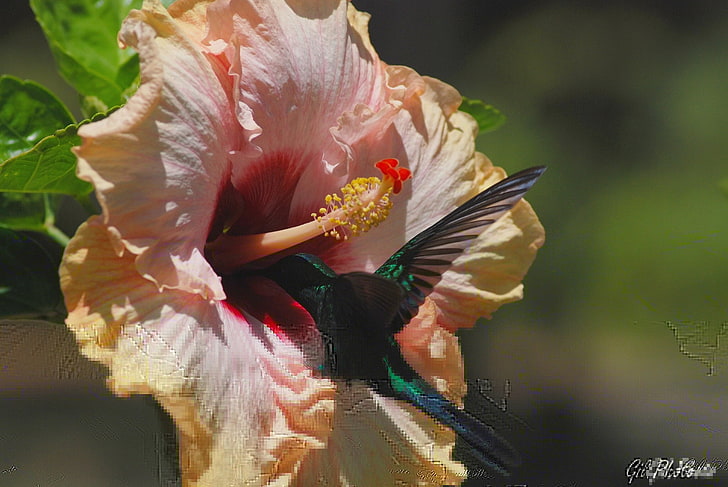 черный колибри, цветок, птица, колибри, гибискус, HD обои