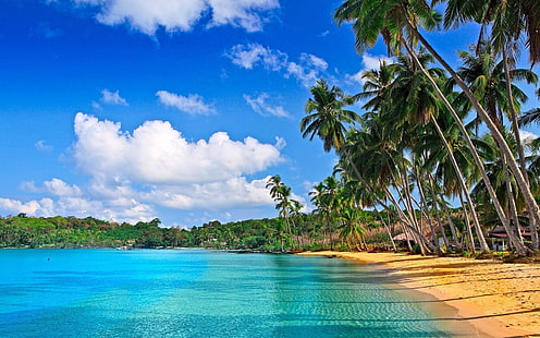 Palm Trees On The Beach Hd 2560×1600, HD wallpaper HD wallpaper