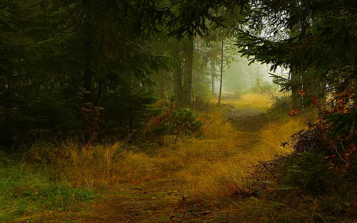 Тъмна горска пътека, дървета, гора, пътека, природа, есен, 3d и абстрактно, HD тапет