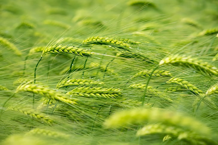 пшеница, растения, зеленые, HD обои