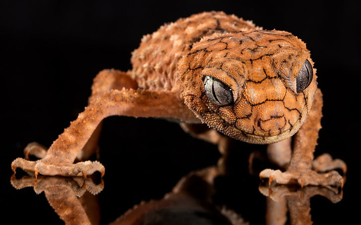 Reptiles, Gecko, Animal, Close-Up, Eye, Head, Lizard, HD wallpaper