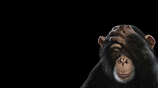 шимпанзе, фотография, обезьяна, млекопитающие, простой фон, HD обои HD wallpaper