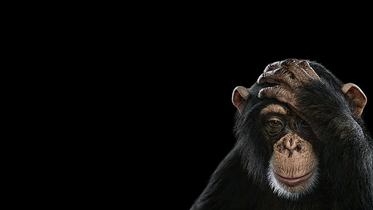 チンパンジー、写真、シンプル背景、動物、チンパンジー、写真、シンプル背景、動物、2560x1440、 HDデスクトップの壁紙
