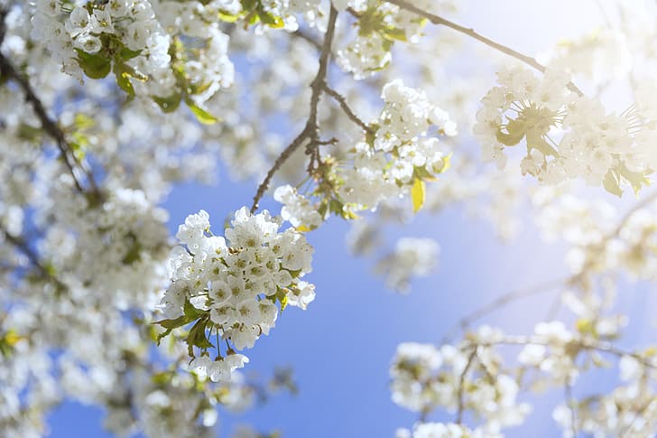the sky, the sun, branches, spring, sunshine, flowering, blossom, bloom, HD wallpaper