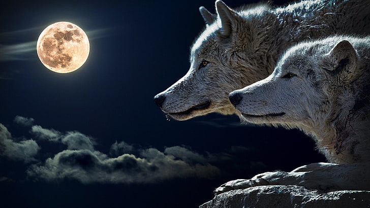 две белые лисы, волк, луна, HD обои